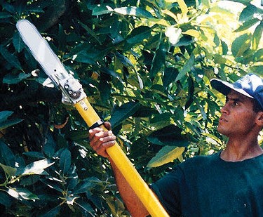 hydraulic pole saws - featured image